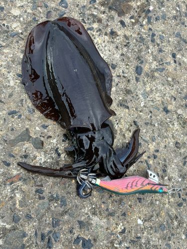 錦江湾