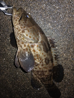 チャイロマルハタの釣果