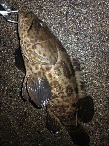 チャイロマルハタの釣果