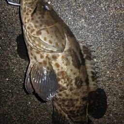 チャイロマルハタ