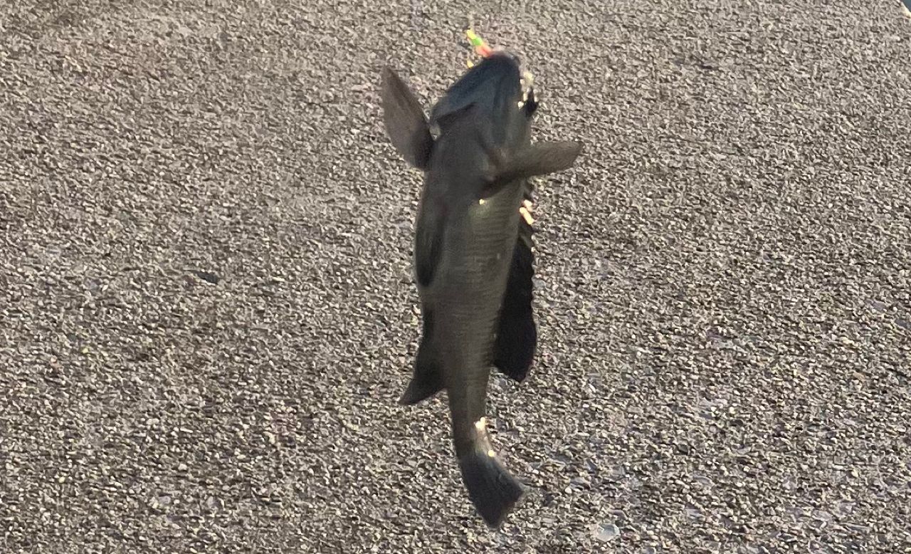 グレ