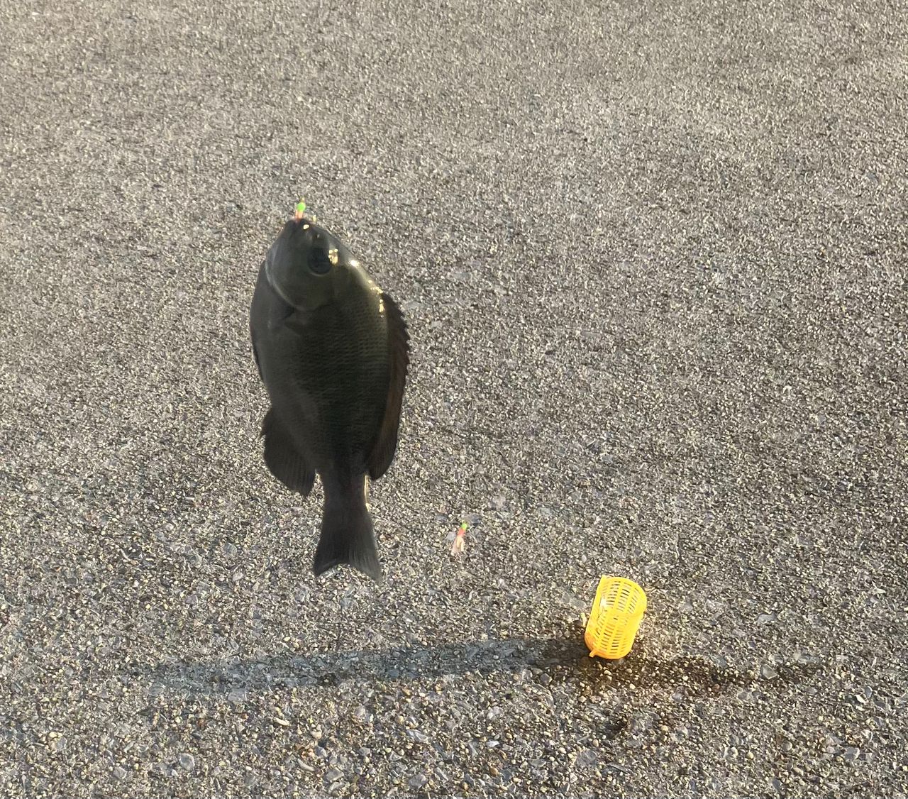 グレ