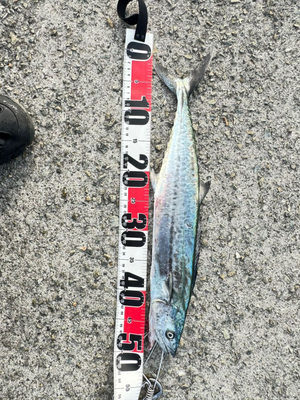SHIMANO 19コルトスナイパー SS S96MHの最安値・インプレ・釣果