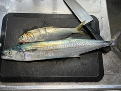 サゴシの釣果