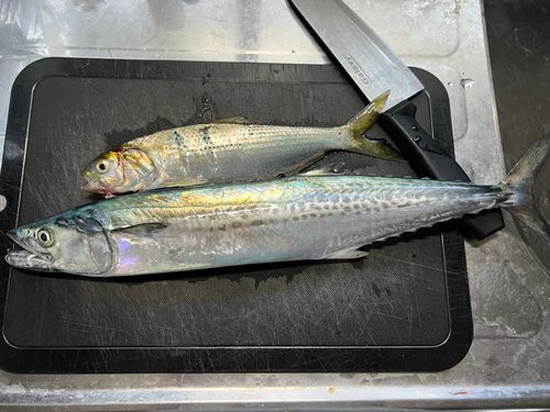 サゴシの釣果