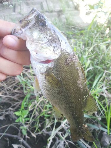 ラージマウスバスの釣果