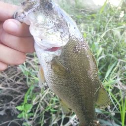 ラージマウスバス