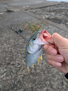 ワカシの釣果
