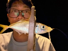 マアジの釣果