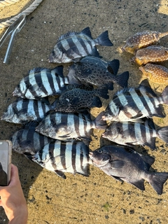 イシダイの釣果