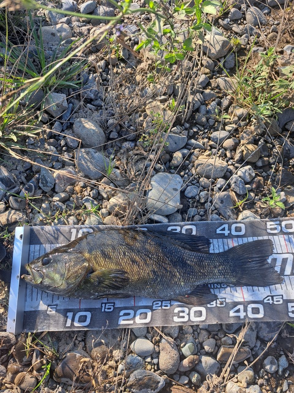 スモールマウスバス