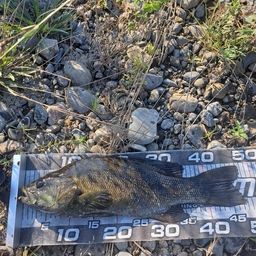 スモールマウスバス