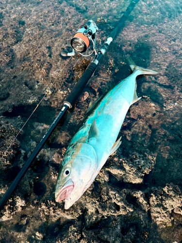 ワラサの釣果