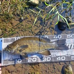 スモールマウスバス