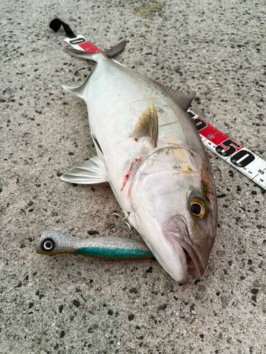 カンパチの釣果