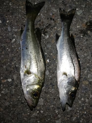 セイゴ（マルスズキ）の釣果