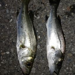 セイゴ（マルスズキ）