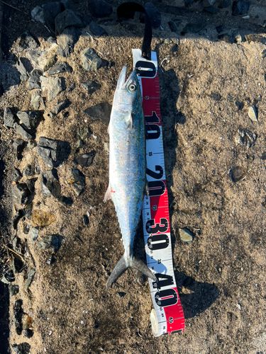 サゴシの釣果