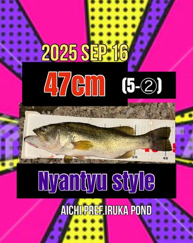 ラージマウスバスの釣果
