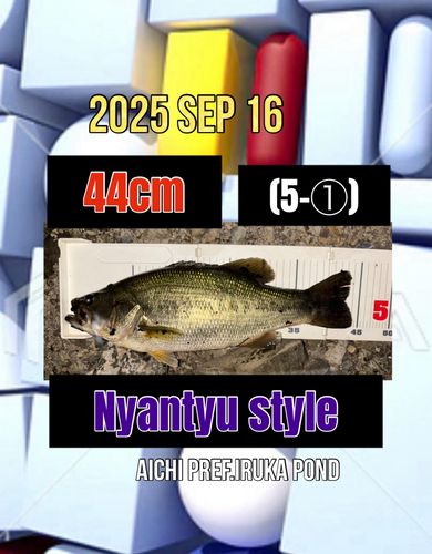 ラージマウスバスの釣果