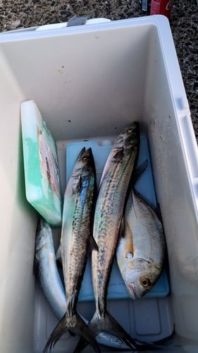 サゴシの釣果