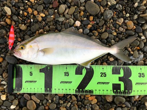 ショゴの釣果