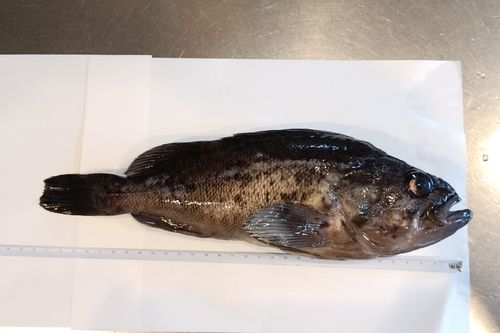 石狩湾新港