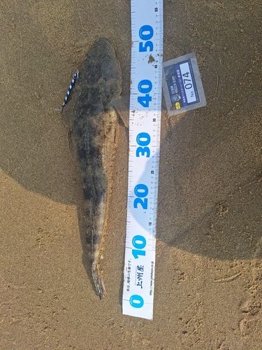 伊勢湾湾奥