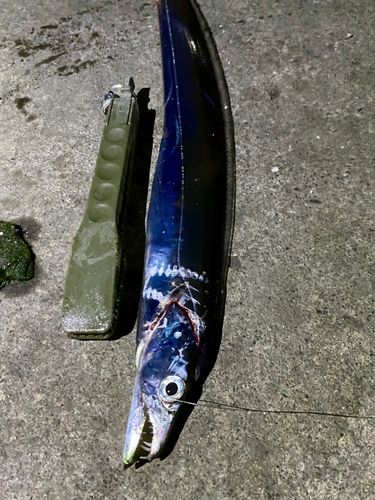タチウオの釣果