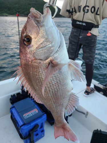 マダイの釣果