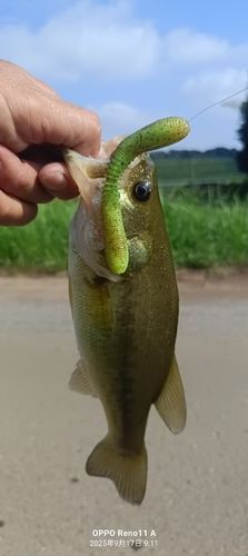 ブラックバスの釣果