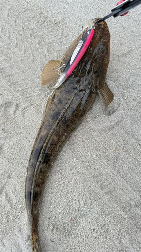 鹿児島湾北部