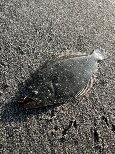 ソゲの釣果