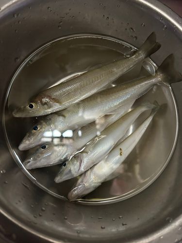 キスの釣果