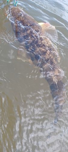 マゴチの釣果
