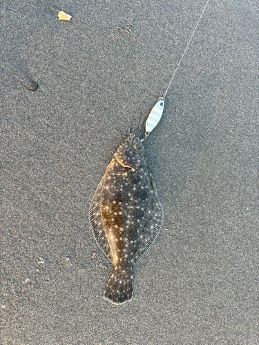 ソゲの釣果