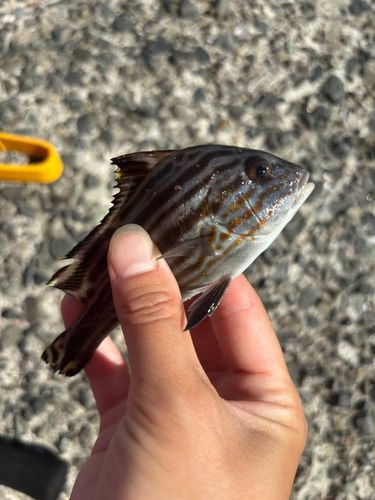 コロダイの釣果