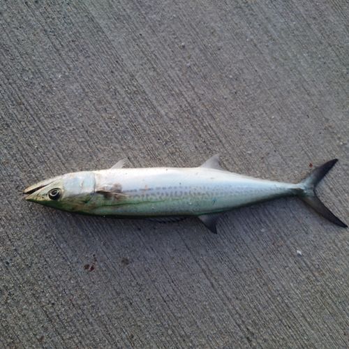 サゴシの釣果
