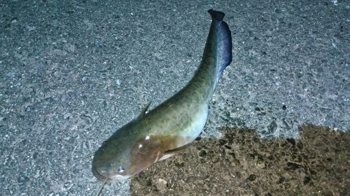 ニホンナマズの釣果