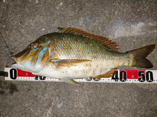タマンの釣果