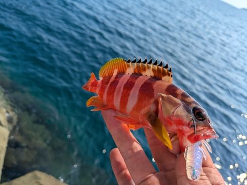 アカハタの釣果