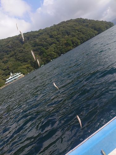 ワカサギの釣果
