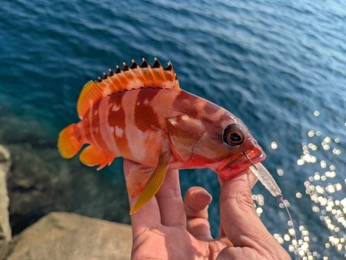 アカハタの釣果