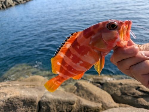 アカハタの釣果
