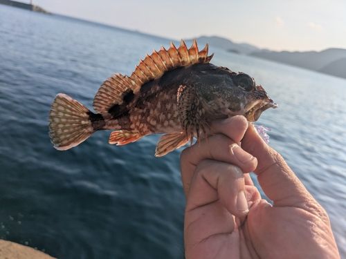 ガシラの釣果