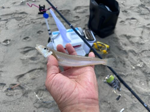 シロギスの釣果