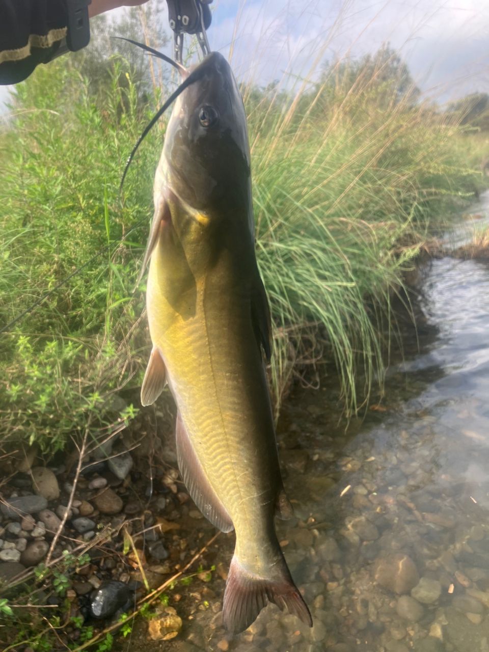 アメリカナマズ