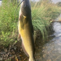 アメリカナマズ