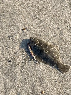 ソゲの釣果