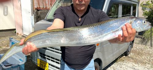 タチウオの釣果